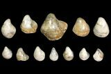Lot: Polished Fossil Oyster Shells - Around Pieces #141092-1